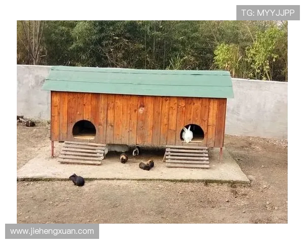 兔子与足球明星的奇妙联系揭示了运动与文化的深厚渊源